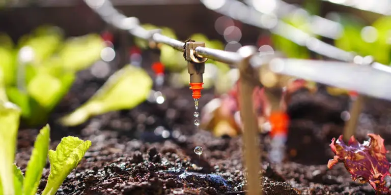 ARROSAGE GOUTTE À GOUTTE : Quelle méthode de micro-irrigation choisir ? Quel type de micro irrigation choisir