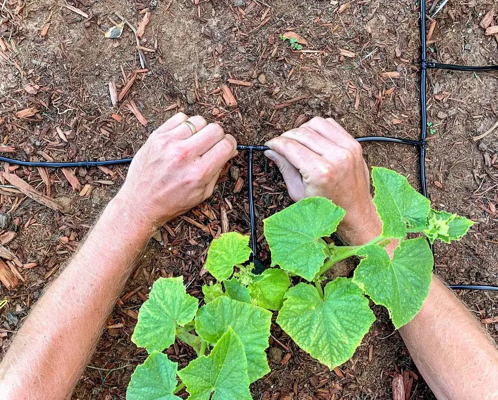 Installation goutte à goutte