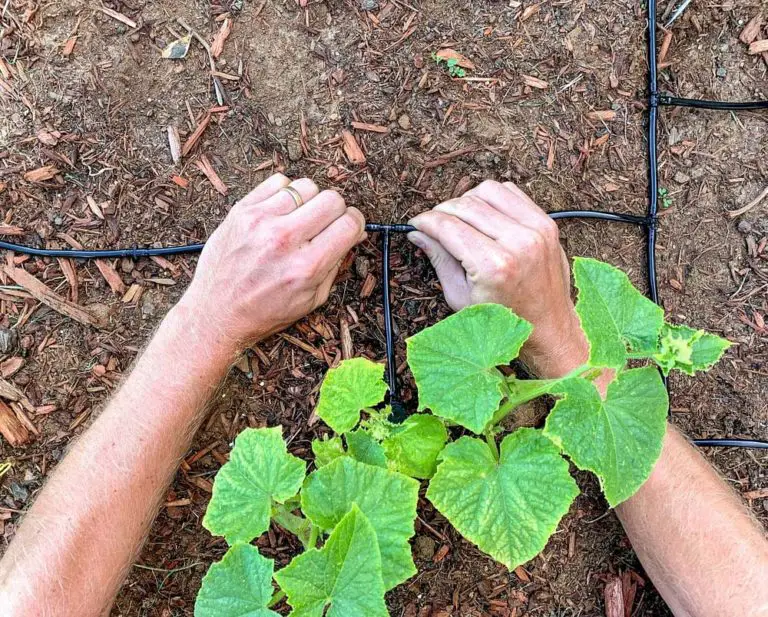Comment installer soi-même un système d’arrosage automatique goutte à goutte dans son jardin ? Installer un goutte à goutte soi même