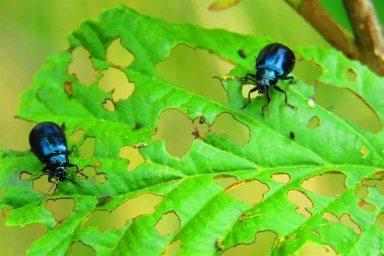 8 façons de lutter contre les parasites du jardin