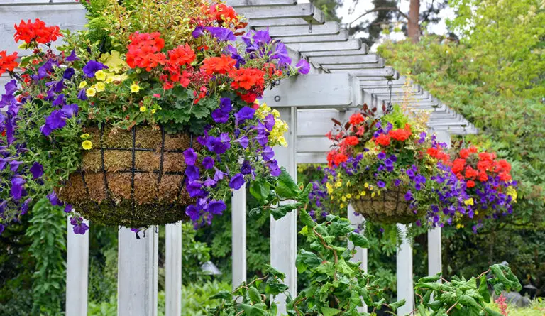 18 plantes adaptées aux paniers suspendus Paniers suspendus