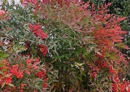 Nandina