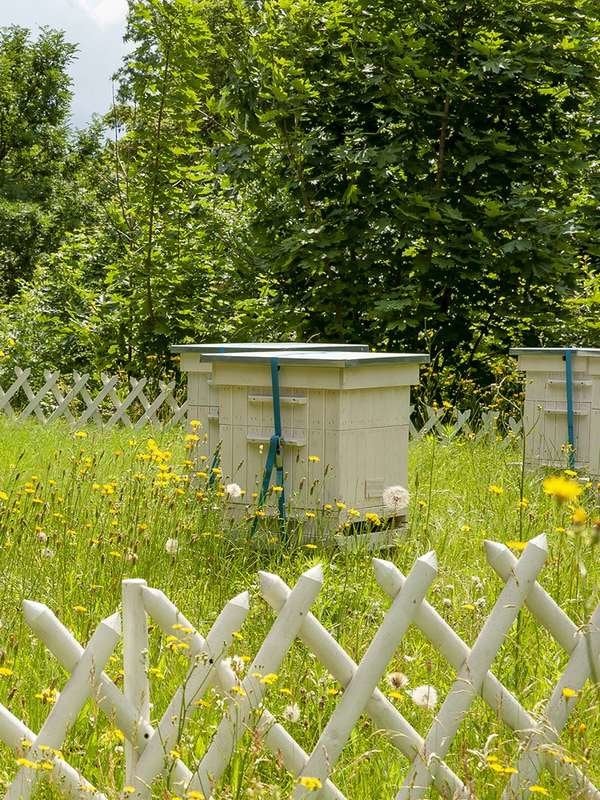 Mes abeilles survivront-elles ?