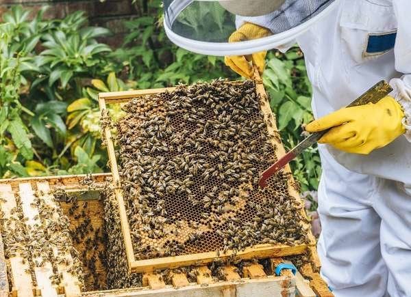 Combien de miel faut-il laisser aux abeilles pour l'hiver ?