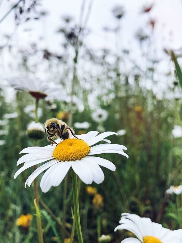 Gardez les mauvaises herbes pour les abeilles